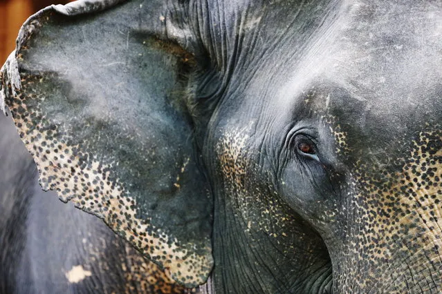 An elephant at Nag Laik Elephant Conservation Based Tourism Camp in Naypyitaw, Myanmar, 12 August 2018. Nag Laik Elephant Conservation Based Tourism Camp has 19 elephants and was opened for recreation for locals as well as for tourists. World Elephant Day is marked annually on 12 August. (Photo by Hein Htet/EPA/EFE)