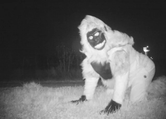 This November 22, 2016 photo provided by the Gardner Police Department shows a person dressed in a gorilla costume that was captured on one of the two motion-activated cameras intended to investigate reports of mountain lions at a park in Gardner, Kan. Police discovered images of smaller animals as well as pranksters dressed as animals, monsters and Santa Claus, but no mountain lions were detected. (Photo by Gardner Police Department via AP Photo)