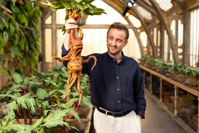 Tom Felton unveils the new Professor Sprout's Greenhouse feature at Warner Bros. Studio Tour London on June 21, 2022 in Watford, England. (Photo by Mike Marsland/Getty Images for Warner Bros. Studio Tour London)