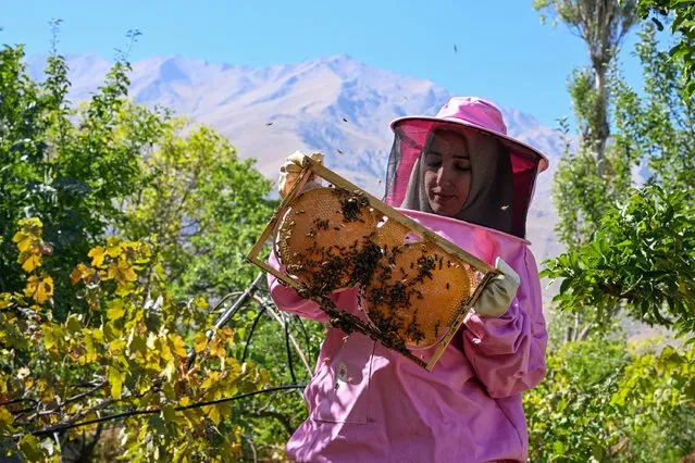 Women beekeepers wearing pink clothes start to harvest the honey that they produce with the support offered in the highlands above 2 thousand altitude, in Gevas district of Van, Turkiye on September 16, 2023. (Photo by Ozkan Bilgin/Anadolu Agency via Getty Images)