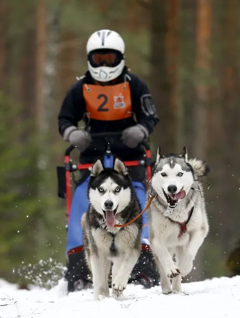 A participant rides behind his dogs during a dog sled festival called “The North Dogs” near Oktyabr village, Belarus, January 30, 2016. (Photo by Vasily Fedosenko/Reuters)