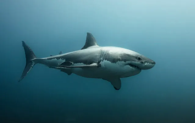 Great whites, which have a slow reproductive rate and are targeted for commercial and sport fishing, are continuously declining in numbers. (Photo by Philip Hamilton/The Guardian)