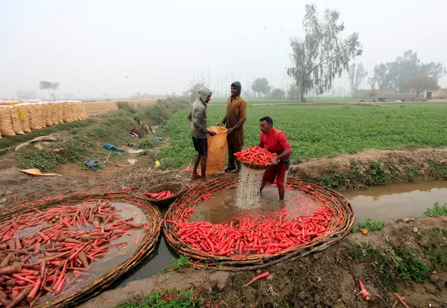 Farmers wash carrots on a polluted stream during harvest season at a farm on the outskirts of Faisalabad, Pakistan December 30, 2016. (Photo by Fayyaz Hussain/Reuters)