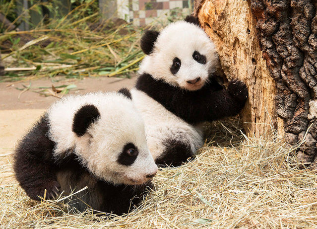 Giant panda twin cubs Fu Feng and Fu Ban, which were born on August 7, are seen in their enclosure at Schoenbrunn Zoo in Vienna, Austria, in this handout photo released December 30, 2016. (Photo by Daniel Zupanc/Reuters/Schoenbrunn Zoo)