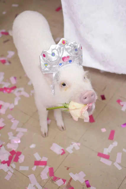 Hamlet the micro pig may already be a hit on Instagram, but its not stopped her from hogging the limelight on her birthday. Known for her adorable costume play, the miniature pig, from Pasadena, California, celebrated her first birthday in style, inviting all her furry Instagram friends to join her party. Pictured wearing a bright pink tutu and a tiara fit for a princess, Hamlet, who is named after Lady Hamlet from the Shakespeare play, shows that shes no boar when it comes to partying. Here: Hamlet enjoying his birthday party. (Photo by Caters News)