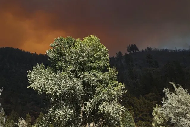 A tree in sunlight as heavy plumes of smoke billowing from the Dixie fire above the Plumas National Forest in Plumas and Butte Counties in California, USA, 21 July 2021. The fire has grown to 85,479 acres with 15 percent containment. (Photo by John G. Mabanglo/EPA/EFE)