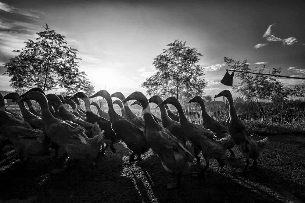 ALL 2013 National Geographic Photo Contest – in HIGH RESOLUTION. Part 2 “Nature”, Weeks 1-3