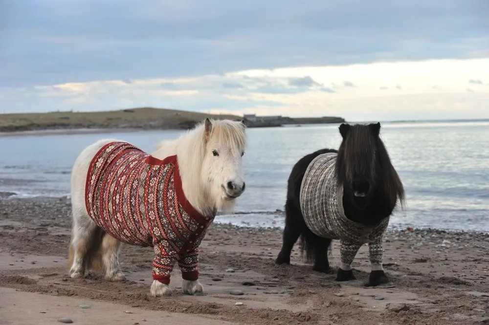 Shetland Ponies In Sweaters