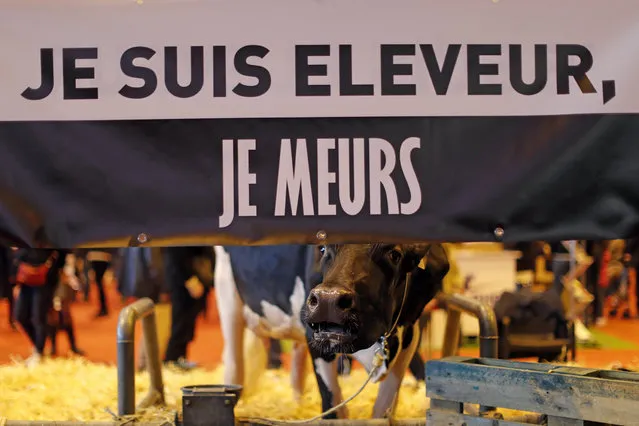 A cow is seen behind a banner which reads “I am a breeder, I die” displayed at the International Agricultural Show in Paris, France, February 29, 2016. The Paris Farm Show runs from February 27 to March 6, 2016. (Photo by Benoit Tessier/Reuters)