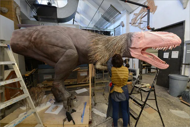 In this October 30, 2015 photo a specialist at the American Museum of Natural History in New York works on a model of a Yutyrannus for the Museum's upcoming exhibition, “Dinosaurs Among Us”. The exhibition, exploring the connection between dinosaurs and today's birds, will open on March 21, 2016. (Photo by Roderick Mickens/American Museum of Natural History via AP Photo)