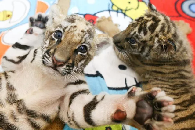 Tiger cubs are pictured at Sriracha Tiger Zoo in Chonburi province, Thailand, January 30, 2017. (Photo by Athit Perawongmetha/Reuters)