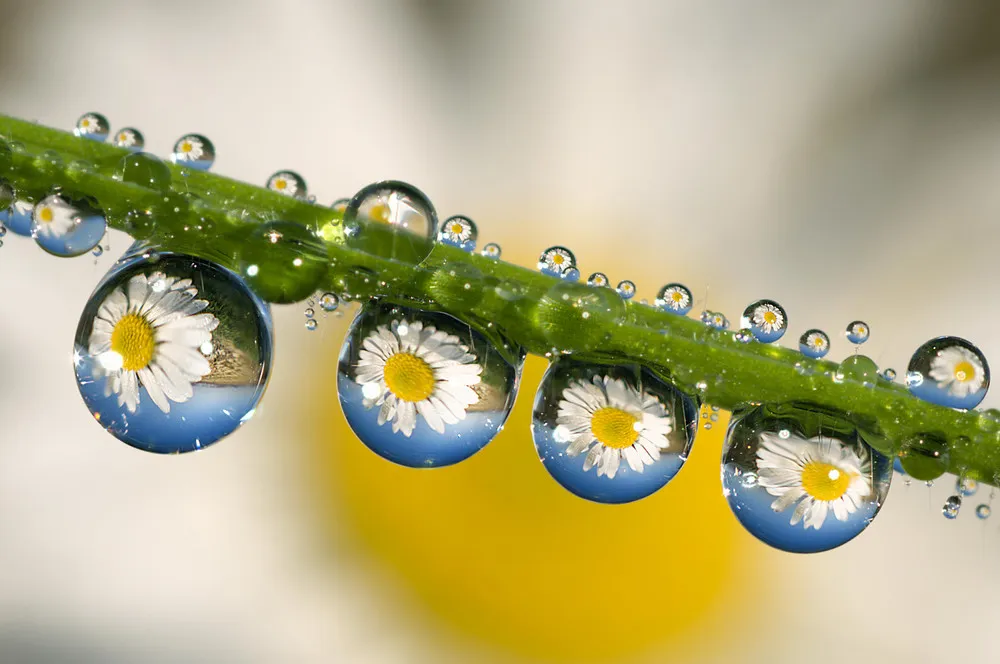 Beautiful Dew Drops