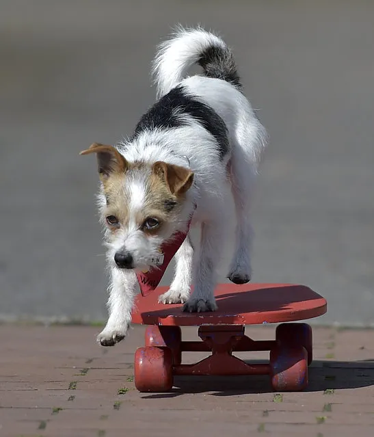 Film dog Jo Jo performs on a skateboard at a presentation for the dog and cat show in Dortmund, Germany, Tuesday, April 28, 2015. (Photo by Martin Meissner/AP Photo)