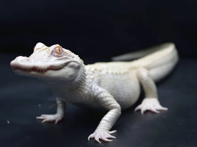 A one-year-old albino alligator is pictured at Paris' aquarium. (Photo by Eric Feferberg/AFP Photo)