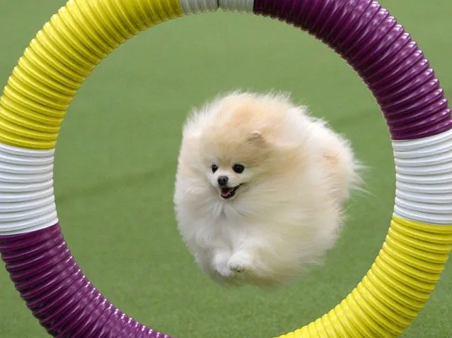 A Pomeranian in the Agility Ring during the first-ever Masters Agility Championship on February 7, 2014 in New York at the 138th Annual Westminster Kennel Club Dog Show. (Photo by Timothy Clary/AFP Photo)