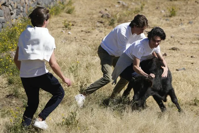 Students catch a calf during a bullfighting workshop, in Aculco, Mexico, Thursday, January 25, 2024. The workshop is part of an initiative promoted by the Mexican Association of Bullfighting to attract new followers to this centuries-old tradition and confront the growing global movement driven by animal defenders who are fighting to abolish bullfighting. (Photo by Fernando Llano/AP Photo)