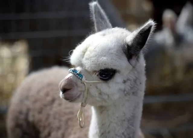 A baby Alpaca is seen at an exhibition outside Parliament House in Canberra, Australia, 30 April 2015. (Photo by Lukas Coch/EPA)