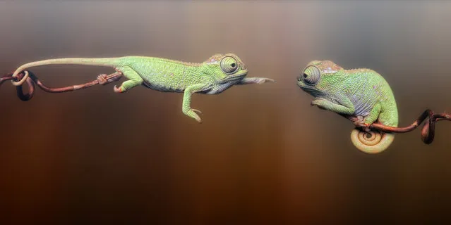 Two baby fisher chameleons are seen in a photo composition in a studio in Wamena, Indonesia. (Photo by Igor Siwanowicz/Barcroft Media)