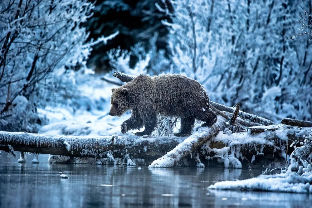 2021 Wildlife Photographer of the Year: People’s Choice Award