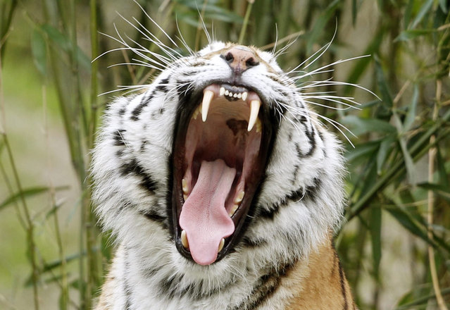 Female Siberian tiger Dasha yawns in the new enclosure at the zoo in Duisburg, Germany, 30 March 2016. The new facility is three times larger than the old one and will be opened to the public on the same day. (Photo by Roland Weihrauch/EPA)