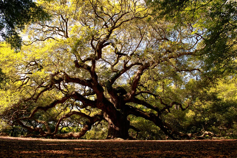 The Angel Oak Tree in South Carolina