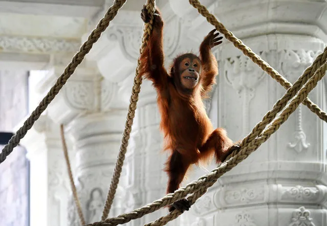 A newborn orangutan is pictured at the Pairi Daiza wildlife park, a zoo and botanical garden in Brugelette, Belgium on May 29, 2019. (Photo by Piroschka van de Wouw/Reuters)