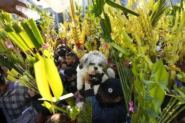 A dog is carried by its owner as devotees have their palm fronds blessed with holy water at the Antipolo Cathedral in Antipolo, Philippines on Sunday, March 24, 2024. Palm Sunday marks the triumphant entry of Jesus Christ into Jerusalem and ushers in the Holy Week observance among Catholics worldwide. (Photo by Aaron Favila/AP Photo)