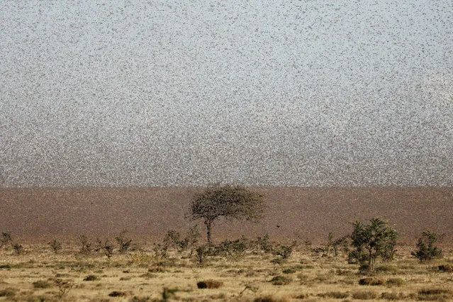 A swarm of desert locusts fly near the town of Rumuruti, Kenya, January 31, 2021. (Photo by Baz Ratner/Reuters)