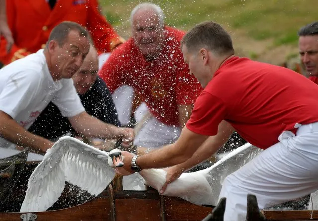 Officials record and examine cygnets and swans during the annual census of the Queen's swans, known as “Swan Upping”, along the River Thames near London, Britain, July 15, 2019. (Photo by Toby Melville/Reuters)