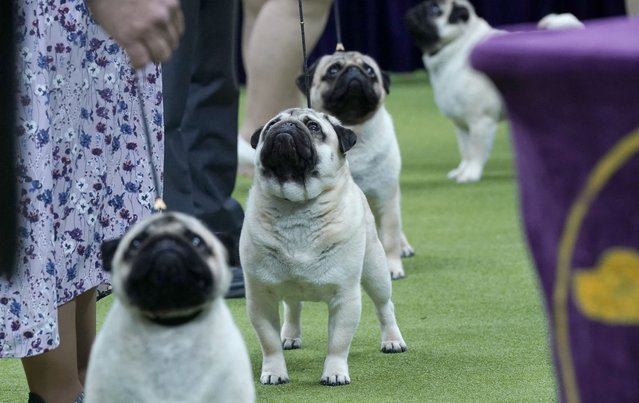 Pugs in the Judging area during the 148th Annual Westminster Kennel Club Dog Show at the Arthur Ashe Stadium in New York City on May 13, 2024. (Photo by Timothy A. Clary/AFP Photo)