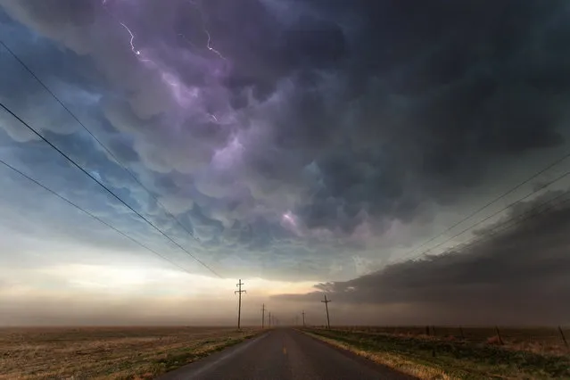 A heavy curtain of mammatus hangs over the Texas panhandle in June 2013 as a lightning strike weaves its way through the bubbles in the sky. (Photo by Mike Olbinski/Barcroft Media)