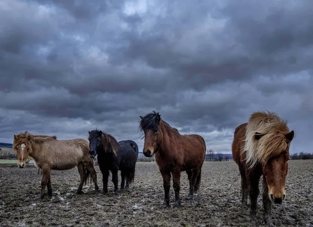 Icelandic horses stand together at a stud farm in Wehrheim near Frankfurt, Germany, Wednesday, February 16, 2022. Parts of Germany expect heavy storms during the next days. (Photo by Michael Probst/AP Photo)