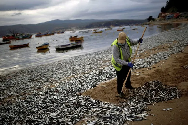 A worker removes dead anchovies washed up on the shores of the Coliumo beach near Concepcion, Chile on February 20, 2022. (Photo by Juan Gonzalez/Reuters)