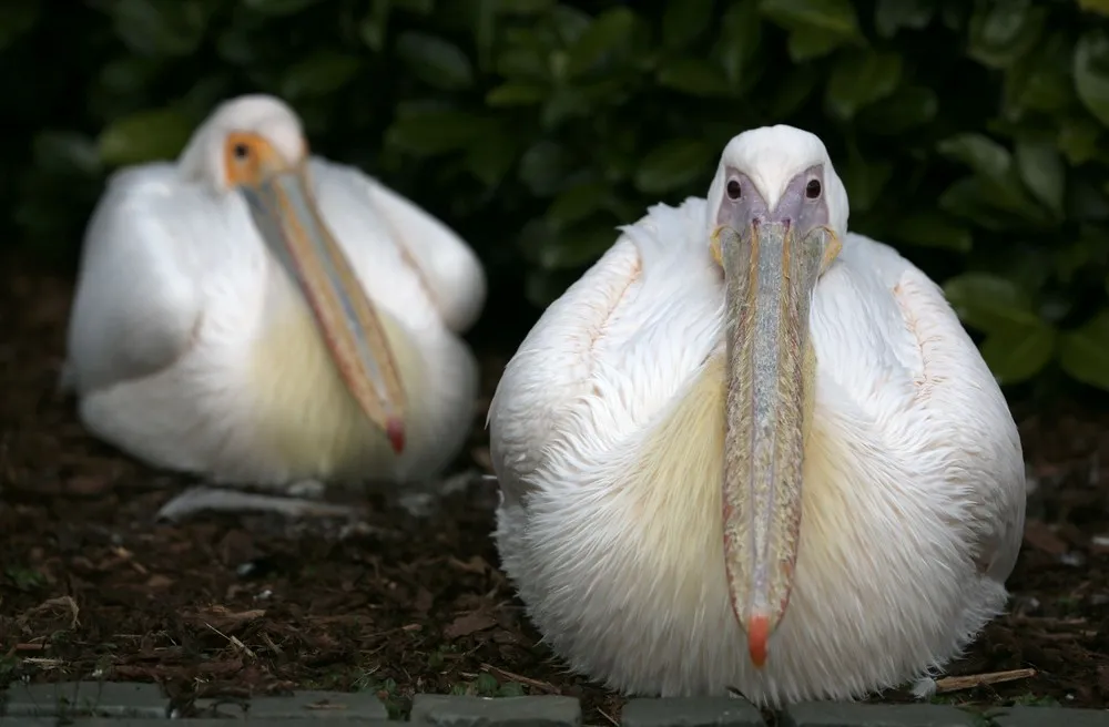 Simply Some Photos: Animals