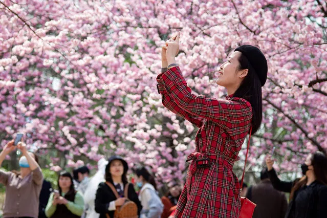 This photo taken on March 10, 2022 shows a woman taking photos as people look at cherry blossoms in Nanjing in China's eastern Jiangsu province. (Photo by AFP Photo/China Stringer Network)