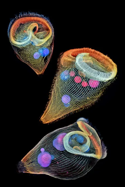 2nd Place: Dr. Igor Siwanowicz, Howard Hughes Medical Institute (HHMI), Janelia Research Campus, Ashburn, Virginia, USA. Depth-color coded projections of three stentors (single-cell freshwater protozoans). Confocal, 40x (Objective Lens Magnification). (Photo by Igor Siwanowicz/Nikon's Small World 2019)
