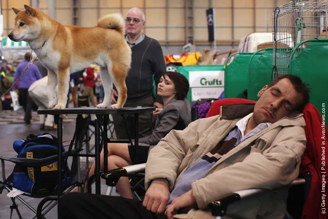 A 'Japanese Shiba Inu' stands on a grooming table beside a man sleeping on day one of Crufts at the Birmingham NEC Arena