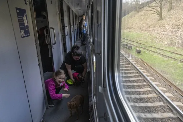 Ariana plays with her dogs Chim and Nunia inside the train minutes before arriving with her family in Lviv from Kyiv, Ukraine, Sunday, April 17, 2022. (Photo by Rodrigo Abd/AP Photo)