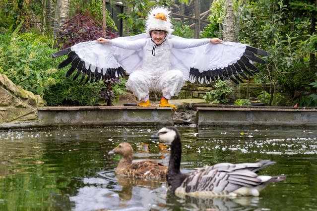 Dressed as an albatross, award-winning drag king Bi-Curious George meets the birds in the Five Sisters Zoo aviary, West Lothian, ahead of their appearance in Queer Planet at the Pleasance Dome at the Edinburgh Fringe Festival on Wednesday, August 7, 2024. (Photo by Jane Barlow/PA Images via Getty Images)