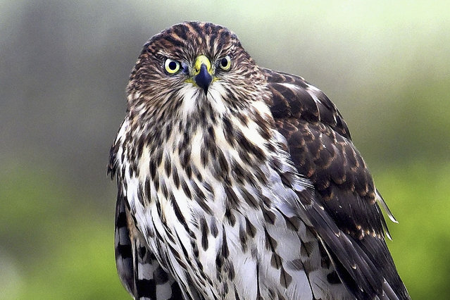 A Cooper’s hawk (Accipiter cooperii) surveys the area while hunting in Pacific Grove, California, US on August 5, 2024. (Photo by Rory Merry/ZUMA Press Wire/Rex Features/Shutterstock)