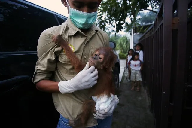 An animal activist from the Orangutan Information Centre (OIC) carries a one year-old male Sumatera Orangutan called Amang in Medan, Indonesia on June 1, 2016. Amang was seized from a resident house in Tamiang, Aceh province. Orangutans are an endangered species divided in two sub-species, the Sumatran and the Bornean orangutan differing slightly both in appearance and behavior. According to conservation groups, the world orang-utan population has declined from 230,000 in the early 1900's to about 45,000 orangutans living in Borneo and Sumatra these days. (Photo by EPA/Dedi Sinuhaji)