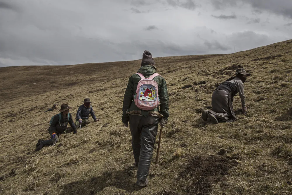 Cordyceps Fungus Hunters on the Tibetan Plateau