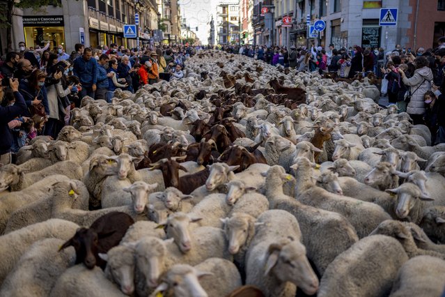 A heard of sheep are guided through central Madrid, Spain, Sunday, October 24, 2021. Shepherds guided sheep through the Madrid streets in defence of ancient grazing and migration rights that seem increasingly threatened by urban sprawl and modern agricultural practices. (Photo by Manu Fernandez/AP Photo)