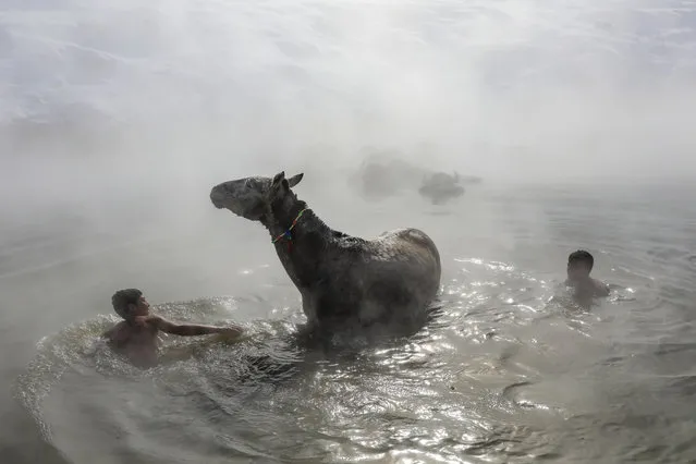 Water buffalos bathe in a thermal spring that is around 40 degrees Celsius in Budakli village at Guroymak district, Bitlis, Turkey on February 3, 2020. Despite the freezing cold, villagers bring their horses and water buffalos to thermal springs to wash and care them. (Photo by Ali Ihsan Ozturk/Anadolu Agency via Getty Images)