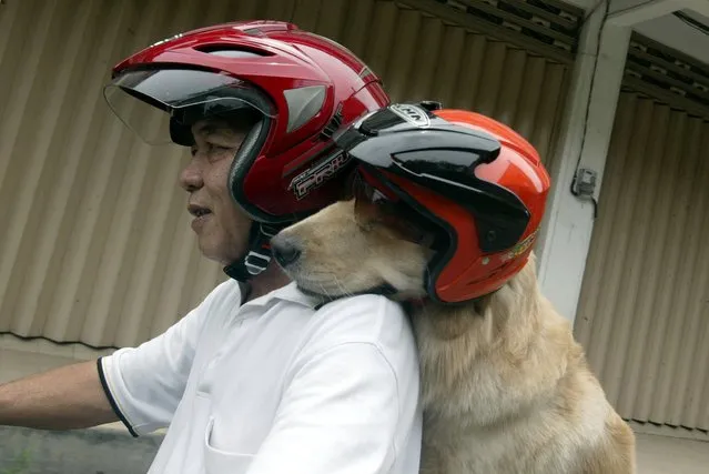 Indonesian dog lover Handoko Njotokusumo and Ace ride through traffic during their weekend joy ride on a motorcycle in Surabaya located in eastern Java island on March 2, 2013. Handoko, 57 a retired businessman, regularly takes Ace, a golden retriever, for a ride around the city. (Photo by Juni Kriswanto/AFP Photo)