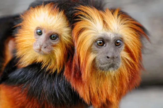 golden-headed lion tamarin