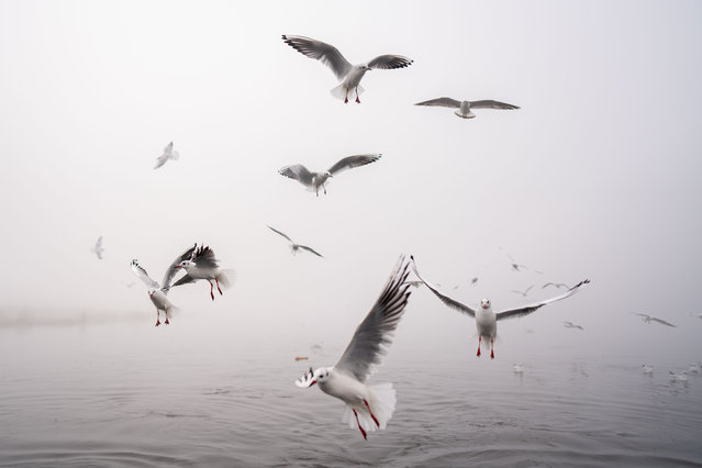 Seagulls fly over the Yamuna river engulfed in a thick layer of smog in New Delhi on November 14, 2024. As the city's air quality declined to absolutely horrible levels, residents of New Delhi, the capital of India, woke up to a heavy layer of smog. Falling temperatures, smoke, dust, low wind speed, vehicle emissions, and burning crop stubble are the main causes of the hazardous air that the northern states and the nation's capital face every year from October to January. (Photo by Amarjeet Kumar Singh/Anadolu via Getty Images)