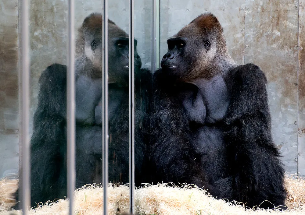 The Week in Pictures: Animals, August 9 – August 15, 2014
