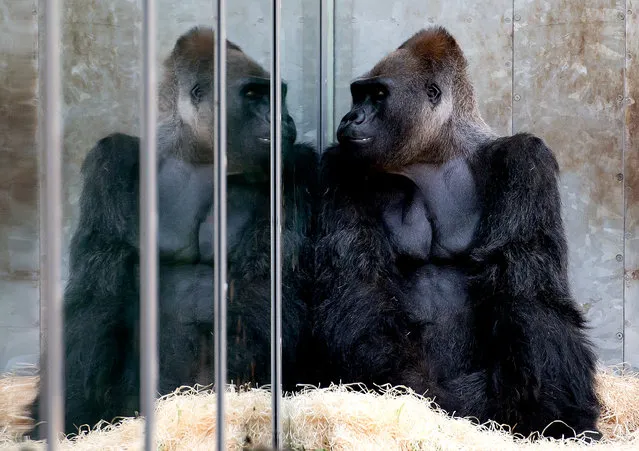 In this picture taken Friday, August 8, 2014, a gorilla is reflected in a glass panel in its compound at the Hellabrunn zoo in Munich, southern Germany. (Photo by Sven Hoppe/AP Photo/DPA)