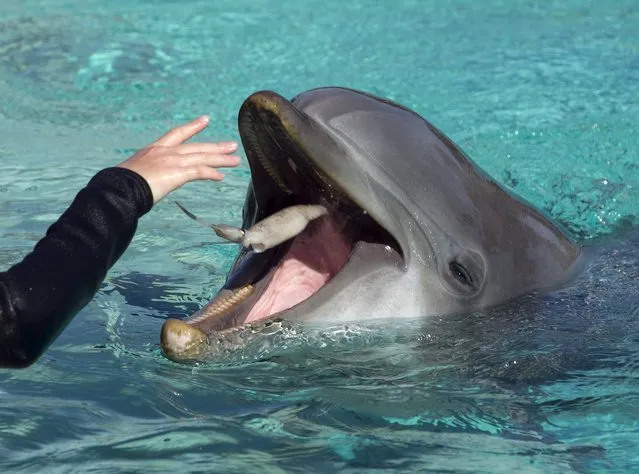 A patient from Rady Children's Hospital feeds a bottlenose dolphin after being invited to swim and interact with dolphins at Sea World in San Diego, California  August 27, 2015. (Photo by Mike Blake/Reuters)